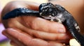 Closeup of small black baby turtle held by human hands at Koggala sea turtle farm and hatchery, Sri Lanka Royalty Free Stock Photo