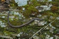 Closeup on the small Black bellied slender salamander , Batrachoseps nigriventris