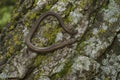 Closeup on the small Black bellied slender salamander , Batrachoseps nigriventris on a moss covered rock