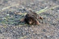 Closeup of a small black eastern mole on the ground