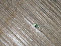 Closeup of Small Black and Green Color Bug or Insect Royalty Free Stock Photo