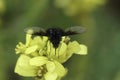 Closeup on the small black and whote bombylid bee fly, Bombylella atra on a yellow buttercup flower