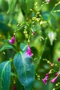 Closeup of small blooming purple forkweed planted in the garden