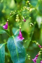 Closeup of small blooming purple forkweed planted in the garden