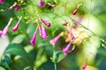 Closeup of small blooming purple forkweed planted in the garden