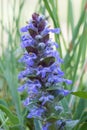 Closeup of a bugle - ajuga reptans Royalty Free Stock Photo