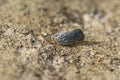 Closeup on the small and bluish Citrus Flatid Planthopper, Metcalfa pruinosa sitting on a stone