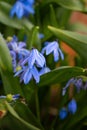 Closeup of small bluish Scilla flowers growing in a green meadow. Royalty Free Stock Photo