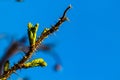 Closeup of a small brown branch with fresh spring leaves against a blue sky Royalty Free Stock Photo