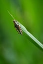 closeup the brown bug insect grasshopper hold on grass plant leaf in the farm soft focus natural green brown background Royalty Free Stock Photo