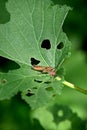 closeup the brown bug insect grasshopper hold on ladyfinger plant leaf in the farm soft focus natural green brown background Royalty Free Stock Photo