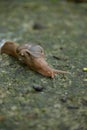 closeup the small brown color snail creep the field soft focus natural green brown background