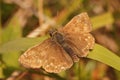 Closeup of the small brown Dingy skipper butterfly, Erynnis tages Royalty Free Stock Photo