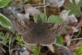 Closeup of the small brown Dingy skipper butterfly, Erynnis tages sitting on the ground Royalty Free Stock Photo