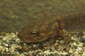 Closeup on a small brown juvenile coastal giant salamander, Dicamptodon tenebrosus with gills