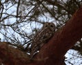 closeup of a small, brown owl perched on a gnarled tree branch