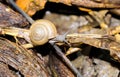 Closeup of small brown Snaile on the floor Royalty Free Stock Photo