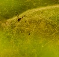 Closeup of small brown transparent spider Royalty Free Stock Photo