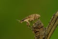 Closeup on a small brown weevil beetle, Sitona gressorius, sitting on a twig