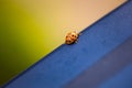 Closeup of a small bug on a blue surface with blurred background Royalty Free Stock Photo
