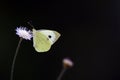 Small cabbage white butterfly isolated