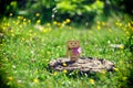 Closeup of small cardboard box robot Danbo on a stone surrounded by green grass- sad emotion concept