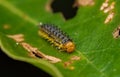 Closeup of a small Caterpillar crawling on a green leaf Royalty Free Stock Photo