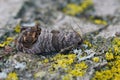 Closeup on the small Codling Moth, Cydia pomonella