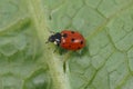 Closeup on the small and colorful eleven-spot ladybird or lady beetle, Coccinella undecimpunctata