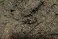 Closeup of a small common flatbug (Aradus depressus) on the soil
