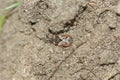 Closeup on a small common flatbug, Aradus depressus on the soil