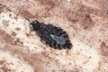 Closeup of a small common flatbug (Aradus sp.)