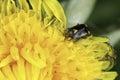 Closeup on a small common nettle capsid bug, Liocoris tripustulatus, on a yellow dandelion flower, Taraxacum officinale