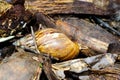 Closeup of small conch shell on the floor