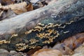 Closeup of small conks on a wood