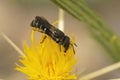 Closeup of a small Crenulated armoured resin bee, Heriades crenulatus on a Yellow starthistle, Centaurea solstiliatis