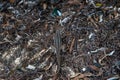 Closeup of a small curly tail lizard in its natural habitat. Royalty Free Stock Photo