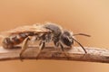 Closeup on a small , cute ,female red bellied miner, Andrena ventralis, sitting on a twig