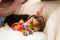 Closeup on small cute puppy with red ribbon sleeping on white bed