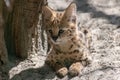Closeup of a small cute serval cat in a zoo during daylight