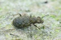 Closeup on the small but cvolorfull green ground beetle, Elaphrus riparius