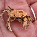 Closeup of a small dead crab in the palm of a human
