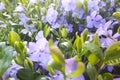 Closeup of small, delicate and bright flowers of periwinkle in sunny day Royalty Free Stock Photo