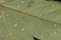 Closeup small dew drops on fallen autumn maple green leaf Royalty Free Stock Photo