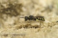 Closeup on a small digger wasp, Ectemnius lapidarius sitting on the ground Royalty Free Stock Photo