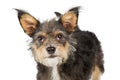 Closeup Small Dog With Cherry Eyes Royalty Free Stock Photo