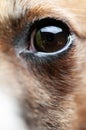 Closeup of small dog`s eye with visible reflections in it Royalty Free Stock Photo