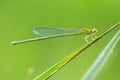 Closeup small dragonfly in nature