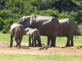 Closeup of a small elephant herd