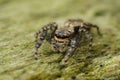 Closeup on a small European Fencepost jumping spider, Marpissa muscosa sitting on wood